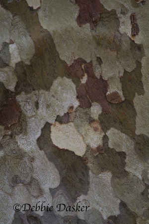 Tree bark that looks like a painting