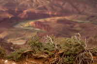 View of the Colorado River from Lipan Point, Grand Canyon National Park