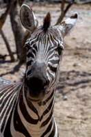 Curious Zebra - Out of Africa Wildlife Park, Arizona