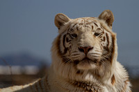 Chalet - white tiger - Out of Africa Wildlife Park, Arizona