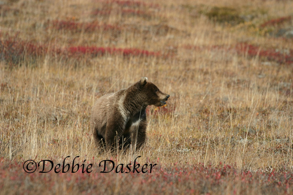 Young Grizzly bear, Denali Park, Alaska