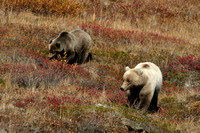 Grizzly bears, Denali Park, Alaska