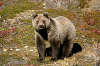 Young Grizzly bear, Denali Park, Alaska