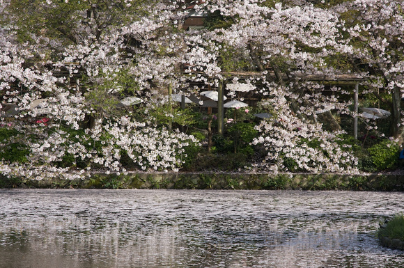Cherry blossoms, Tsurugaoka Hachimangu Shrine, Kamakura, Japan