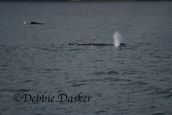 Humpback Whales, Juneau, Alaska