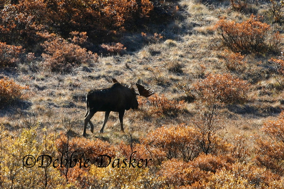 Moose, Denali Park, Alaska