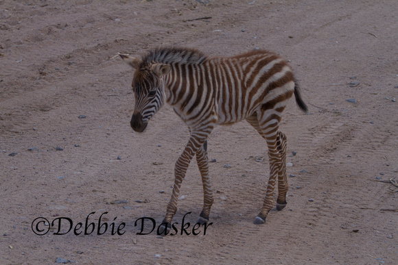 Baby Zebra - Out of Africa Wildlife Park, Arizona