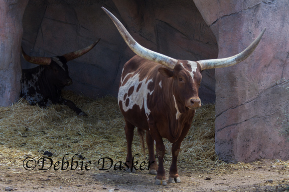 African Cattle - Out of Africa Wildlife Park, Arizona