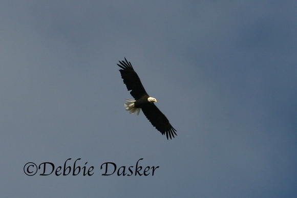 Bald Eagle, Denali Park, Alaska