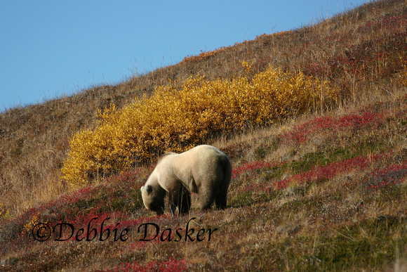 Grizzly bear, Denali Park, Alaska