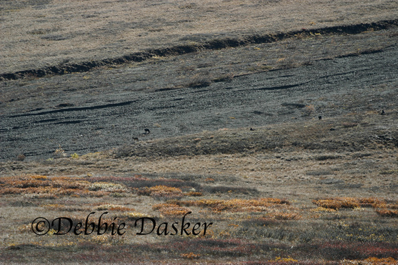 Can you spot the 5 wolves?  Denali Park, Alaska
