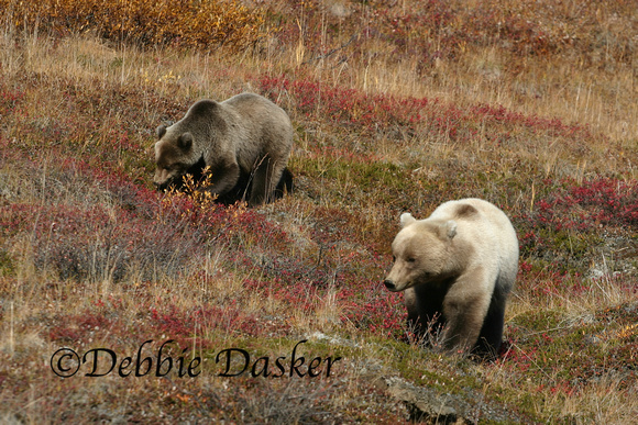 Grizzly bears, Denali Park, Alaska