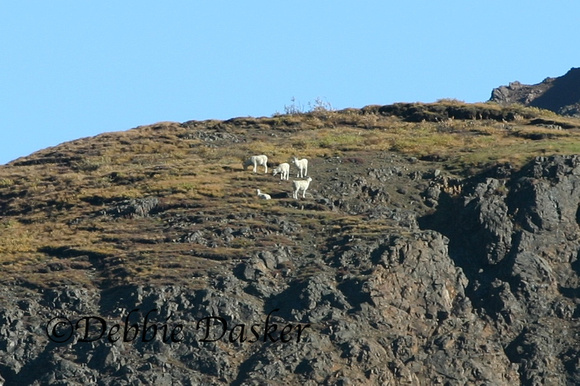 Dall Sheep, Denali Park, Alaska