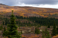Fall colors, Denali Park, Alaska