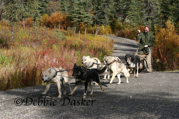 Sled dogs, Denali National Park, Alaska