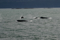 Sea Lion playing with the Humpbacks, Juneau, Alaska