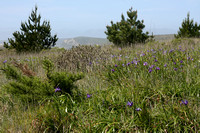 Point Reyes Gallery